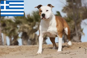 Read more about the article American Staffordshire Terrier Züchter und Welpen in Griechenland