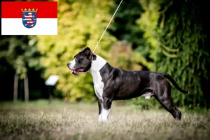 Read more about the article American Staffordshire Terrier Züchter und Welpen in Hessen