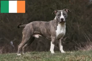 Read more about the article American Staffordshire Terrier Züchter und Welpen in Irland