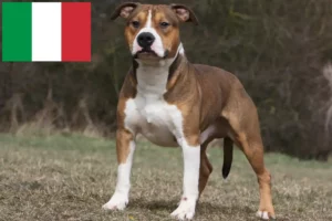 Read more about the article American Staffordshire Terrier Züchter und Welpen in Italien