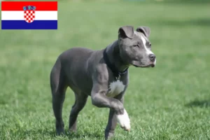 Read more about the article American Staffordshire Terrier Züchter und Welpen in Kroatien