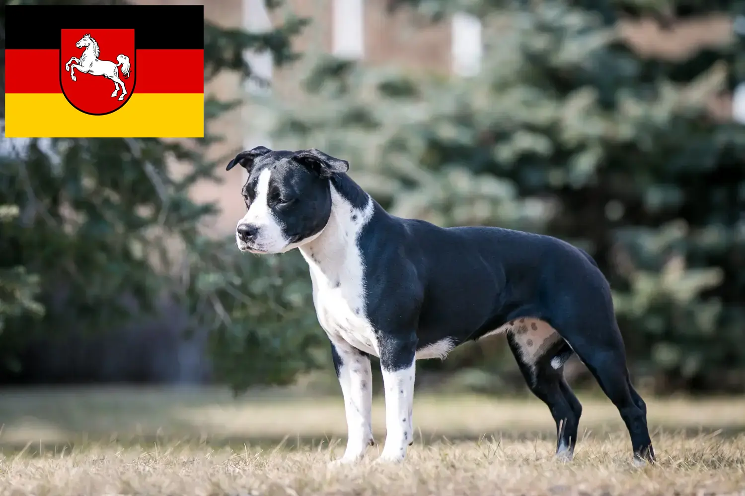 American Staffordshire Terrier Welpen und Züchter Niedersachsen Hier findest Du American Staffordshire Terrier Züchter in Niedersachsen.