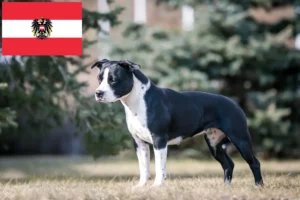 Read more about the article American Staffordshire Terrier Züchter und Welpen in Österreich