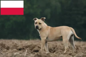 Read more about the article American Staffordshire Terrier Züchter und Welpen in Polen