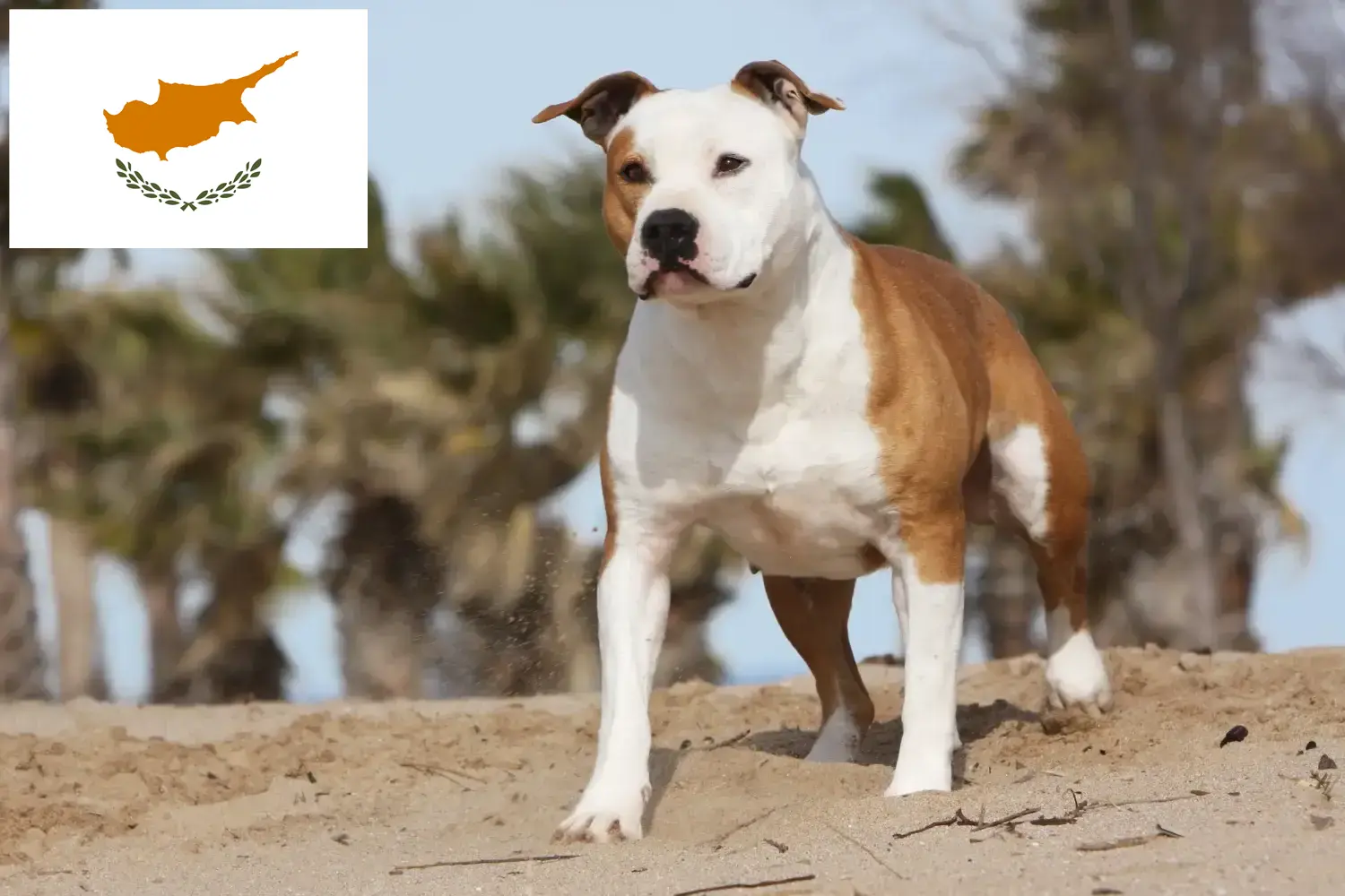 American Staffordshire Terrier Welpen und Züchter Republik Zypern Hier findest Du American Staffordshire Terrier Züchter auf Zypern.