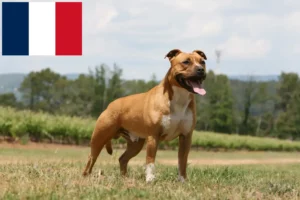 Read more about the article American Staffordshire Terrier Züchter und Welpen auf Réunion