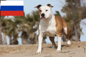 Read more about the article American Staffordshire Terrier Züchter und Welpen in Russland