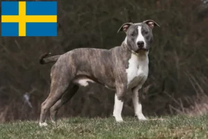 Read more about the article American Staffordshire Terrier Züchter und Welpen in Schweden