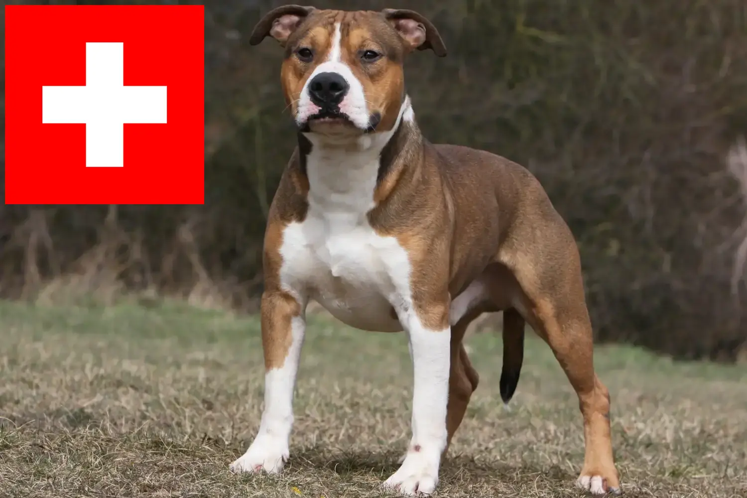 American Staffordshire Terrier Welpen und Züchter Schweiz Hier findest Du American Staffordshire Terrier Züchter in der Schweiz.