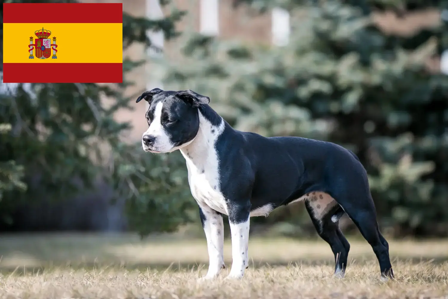 American Staffordshire Terrier Welpen und Züchter Spanien Hier findest Du American Staffordshire Terrier Züchter in Spanien.