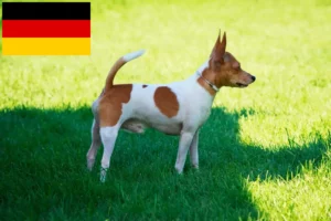 Mehr über den Artikel erfahren American Toy Terrier Züchter und Welpen in Deutschland