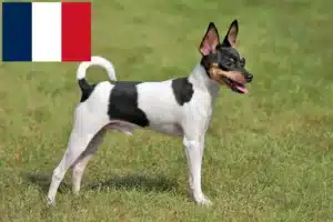 Read more about the article American Toy Terrier Züchter und Welpen in Frankreich