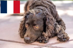 Read more about the article American Water Spaniel Züchter und Welpen in Frankreich