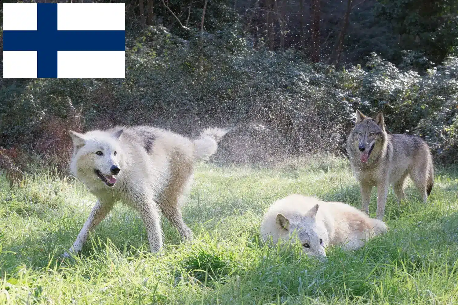 Amerikanischer Wolfshund Welpen und Züchter Finnland Hier findest Du Amerikanische Wolfshunde Züchter in Finnland.