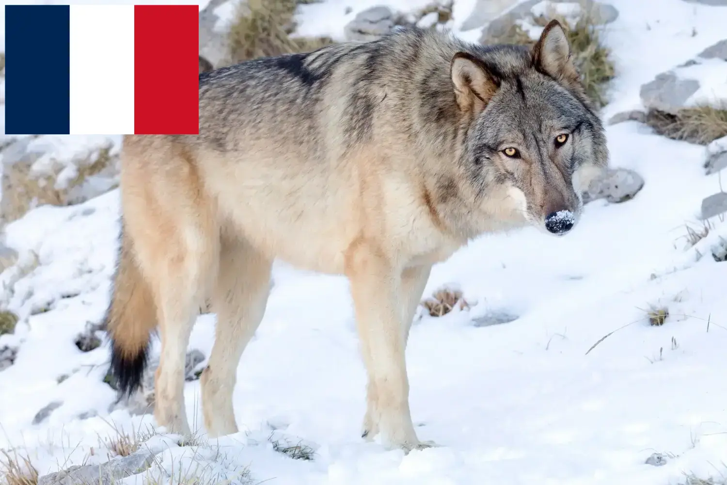 Amerikanischer Wolfshund Welpen und Züchter Frankreich Hier findest Du Amerikanische Wolfshunde Züchter in Frankreich.