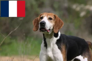 Read more about the article Anglo-Français de Petite Vénerie Züchter und Welpen in Frankreich