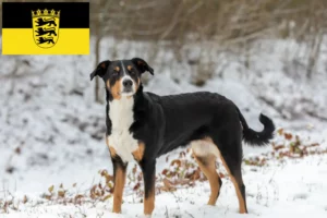 Read more about the article Appenzeller Sennenhund Züchter und Welpen in Baden-Württemberg