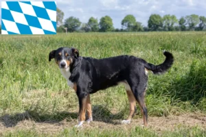 Read more about the article Appenzeller Sennenhund Züchter und Welpen in Bayern