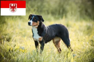 Read more about the article Appenzeller Sennenhund Züchter und Welpen in Brandenburg