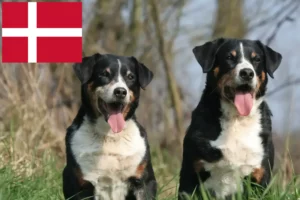 Read more about the article Appenzeller Sennenhund Züchter und Welpen in Dänemark