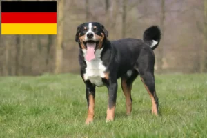 Read more about the article Appenzeller Sennenhund Züchter und Welpen in Deutschland