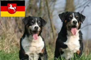 Read more about the article Appenzeller Sennenhund Züchter und Welpen in Niedersachsen