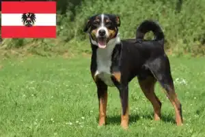 Read more about the article Appenzeller Sennenhund Züchter und Welpen in Österreich