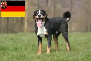 Read more about the article Appenzeller Sennenhund Züchter und Welpen in Rheinland-Pfalz