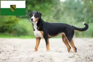 Read more about the article Appenzeller Sennenhund Züchter und Welpen in Sachsen