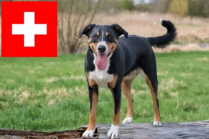 Read more about the article Appenzeller Sennenhund Züchter und Welpen in der Schweiz