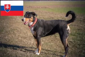 Read more about the article Appenzeller Sennenhund Züchter und Welpen in der Slowakei