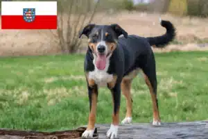 Read more about the article Appenzeller Sennenhund Züchter und Welpen in Thüringen