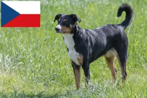 Read more about the article Appenzeller Sennenhund Züchter und Welpen in Tschechien