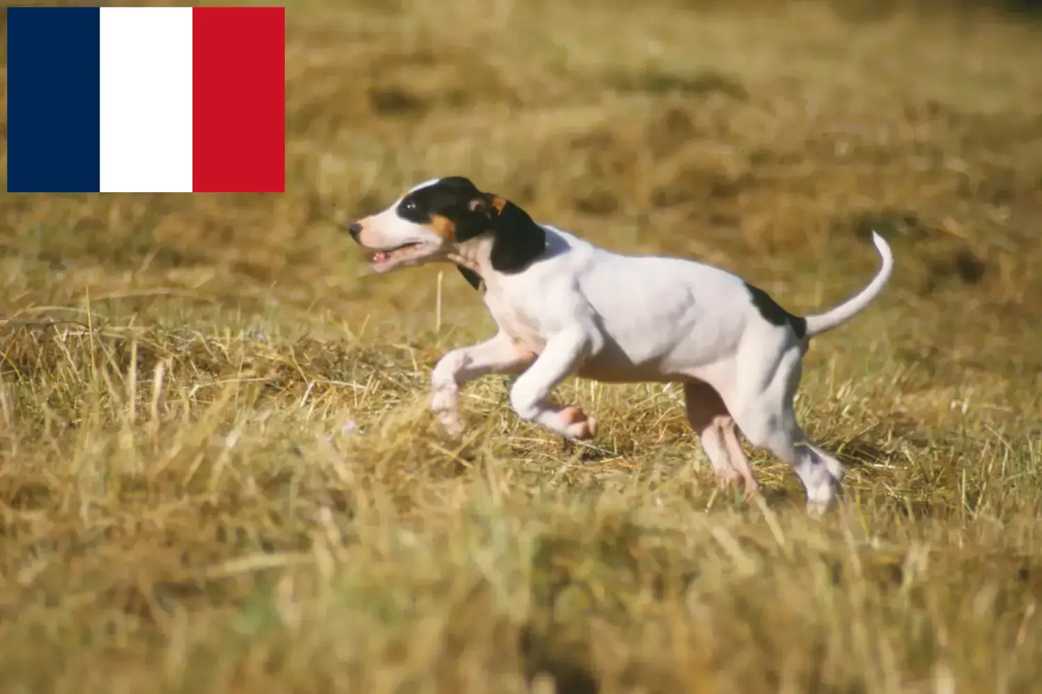 Ariégeois Welpen und Züchter Frankreich Hier findest Du Ariégeois Züchter in Frankreich.