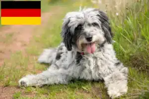 Read more about the article Aussiedoodle Züchter und Welpen in Deutschland