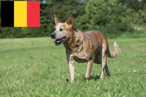 Read more about the article Australian Cattle Dog Züchter und Welpen in Belgien