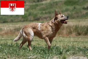 Read more about the article Australian Cattle Dog Züchter und Welpen in Brandenburg