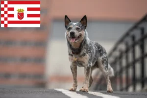 Read more about the article Australian Cattle Dog Züchter und Welpen in Bremen