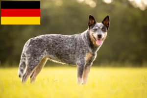 Read more about the article Australian Cattle Dog Züchter und Welpen in Deutschland