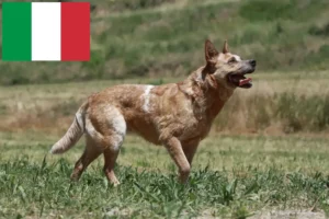 Read more about the article Australian Cattle Dog Züchter und Welpen in Italien