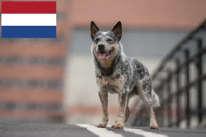 Read more about the article Australian Cattle Dog Züchter und Welpen in den Niederlanden