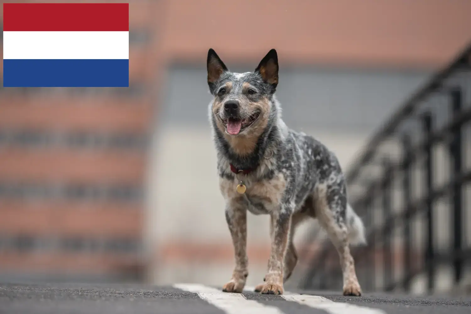 Australian Cattle Dog Welpen und Züchter Niederlande Hier findest Du Australian Cattle Dogs Züchter in den Niederlanden.