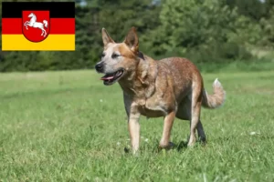 Read more about the article Australian Cattle Dog Züchter und Welpen in Niedersachsen