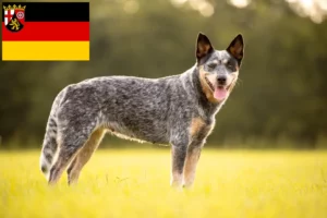 Read more about the article Australian Cattle Dog Züchter und Welpen in Rheinland-Pfalz