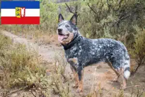 Read more about the article Australian Cattle Dog Züchter und Welpen in Schleswig-Holstein