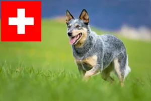 Read more about the article Australian Cattle Dog Züchter und Welpen in der Schweiz