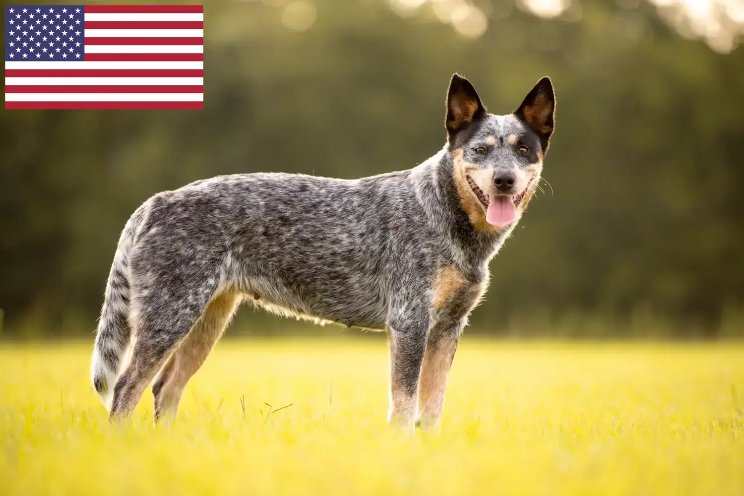 Australian Cattle Dog Welpen und Züchter USA Hier findest Du Australian Cattle Dogs Züchter in den USA.