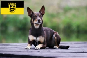 Read more about the article Australian Kelpie Züchter und Welpen in Baden-Württemberg