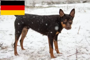 Read more about the article Australian Kelpie Züchter und Welpen in Deutschland