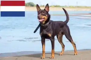 Read more about the article Australian Kelpie Züchter und Welpen in den Niederlanden